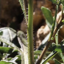 Reseda diffusa