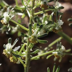 Reseda diffusa