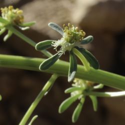 Reseda diffusa