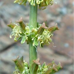 Reseda elata