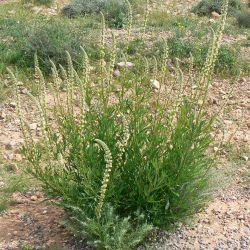 Reseda elata