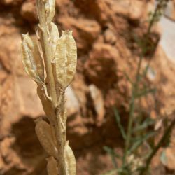 Reseda elata
