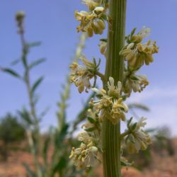 Reseda elata