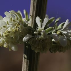 Reseda elata