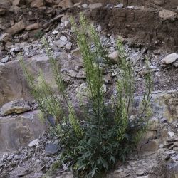Reseda lutea subsp. lutea