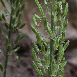 Reseda lutea subsp. lutea