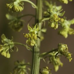 Reseda lutea subsp. lutea