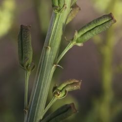 Reseda lutea subsp. lutea