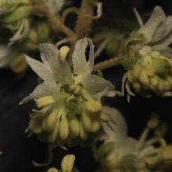 Reseda lutea subsp. neglecta