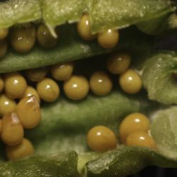 Reseda lutea subsp. neglecta