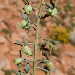 Reseda phyteuma subsp. phyteuma