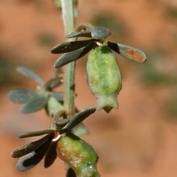 Reseda phyteuma subsp. phyteuma