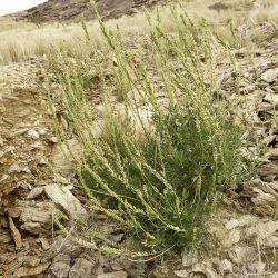 Reseda villosa var. glabrescens
