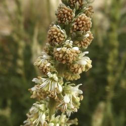 Reseda villosa var. glabrescens