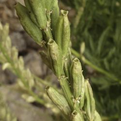 Reseda villosa var. glabrescens