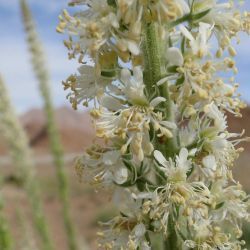 Reseda villosa