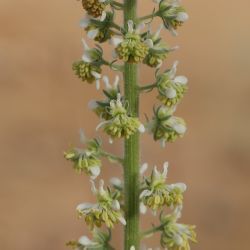 Reseda villosa