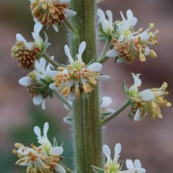Reseda villosa