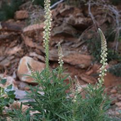 Reseda villosa