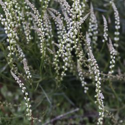 Sesamoides spathulifolia