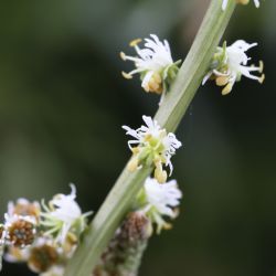 Sesamoides spathulifolia