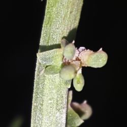Sesamoides spathulifolia