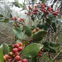 Rhamnus alaternus subsp. alaternus