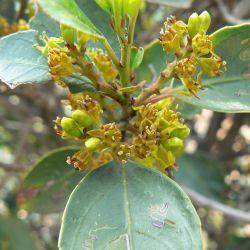 Rhamnus alaternus subsp. alaternus