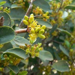 Rhamnus alaternus subsp. alaternus