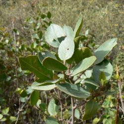 Rhamnus alaternus subsp. alaternus