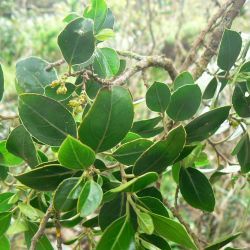 Rhamnus alaternus subsp. alaternus