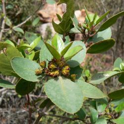 Rhamnus alaternus subsp. alaternus