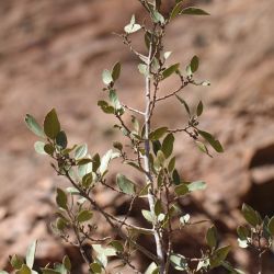 Rhamnus alaternus subsp. alaternus