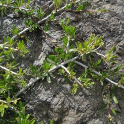 Rhamnus lycioides subsp. atlantica