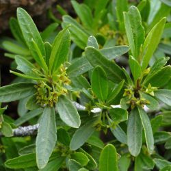 Rhamnus lycioides subsp. atlantica