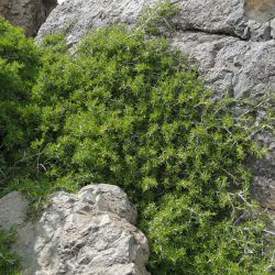 Rhamnus lycioides subsp. atlantica