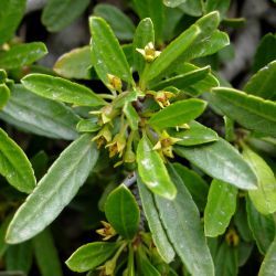 Rhamnus lycioides subsp. atlantica