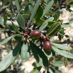 Rhamnus lycioides subsp. oleoides