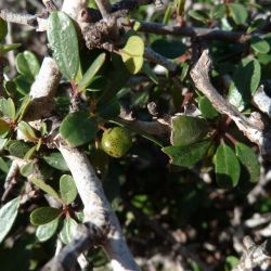 Rhamnus lycioides subsp. oleoides