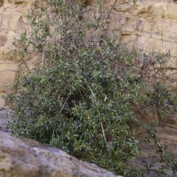 Rhamnus lycioides subsp. oleoides