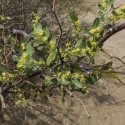 Ziziphus lotus subsp. lotus