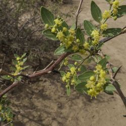 Ziziphus lotus subsp. lotus