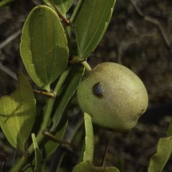 Ziziphus lotus subsp. lotus