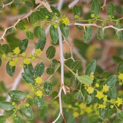 Ziziphus lotus subsp. lotus