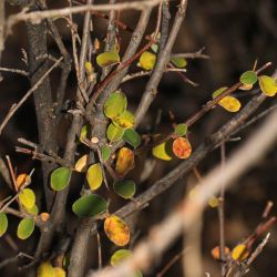 Cotoneaster nummularius