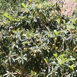 Eriobotrya japonica