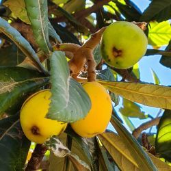Rosaceae