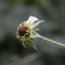 Geum urbanum