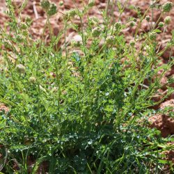 Poterium sanguisorba subsp; sanguisorba