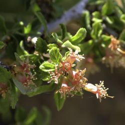 Prunus prostrata